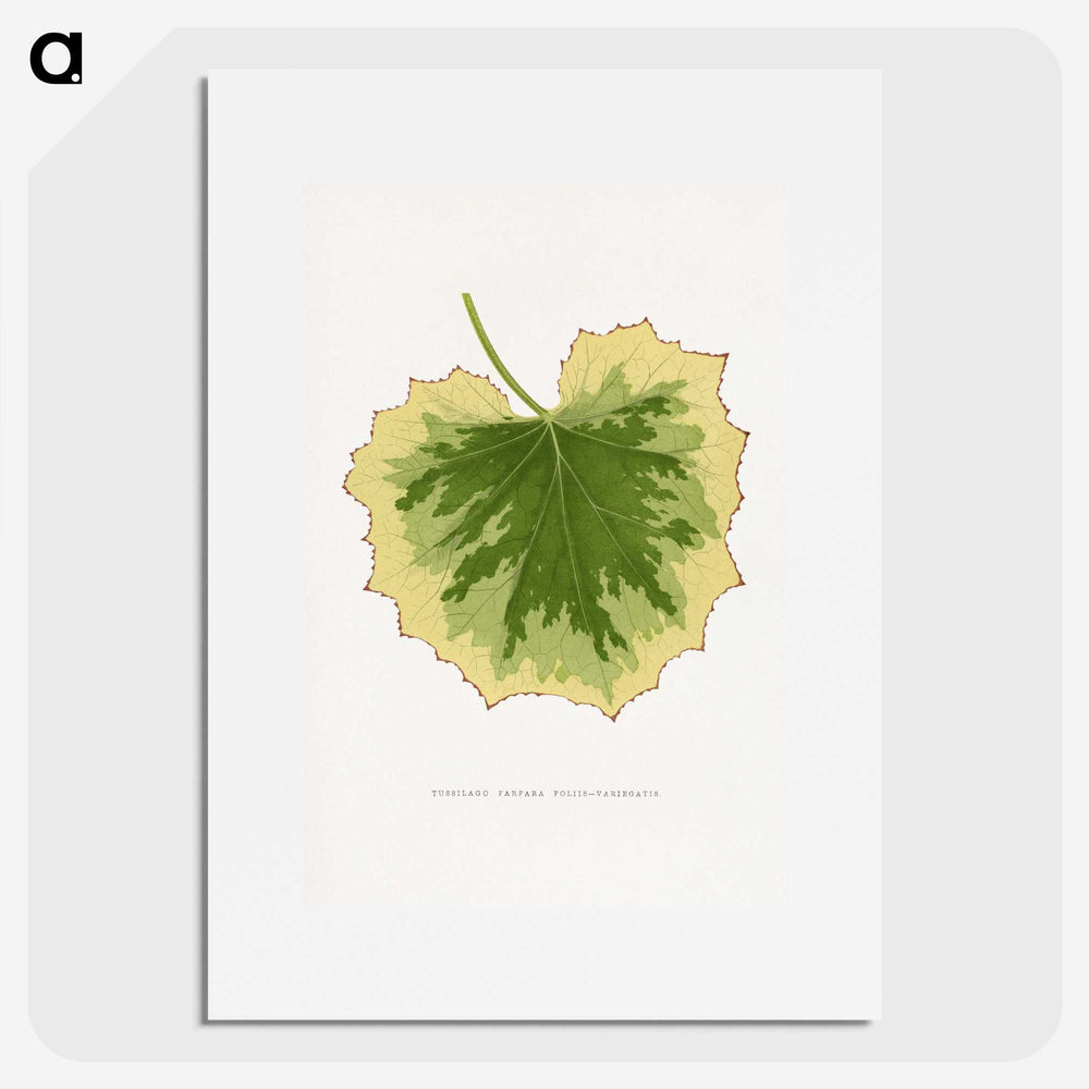 2-10_Plants-with-Colored-Foliage_picture