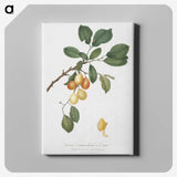 2-10_Pomona-Italiana_canvas