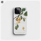 2-10_Pomona-Italiana_phone