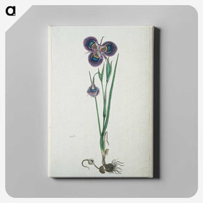 2-10_Robert-Jacob-Gordon_canvas