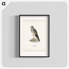 アートポスター-Montagu's Harrier
 - スヴェンスカ フォグラル Poster.