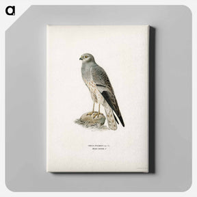 アートパネル-Montagu's Harrier
 - スヴェンスカ フォグラル Canvas.