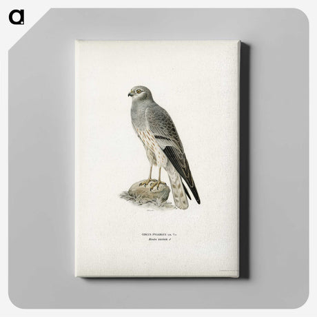 2-10_Svenska-Faglar_canvas