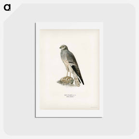 アートポストカード-Montagu's Harrier
 - スヴェンスカ フォグラル Postcard.