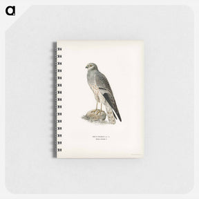 アートメモ帳-Montagu's Harrier
 - スヴェンスカ フォグラル Memo.