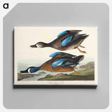 アートパネル-Blue-Winged Teal from Birds of America
 - アメリカの鳥たち Canvas.