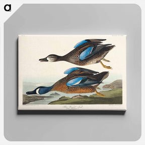 アートパネル-Blue-Winged Teal from Birds of America
 - アメリカの鳥たち Canvas.