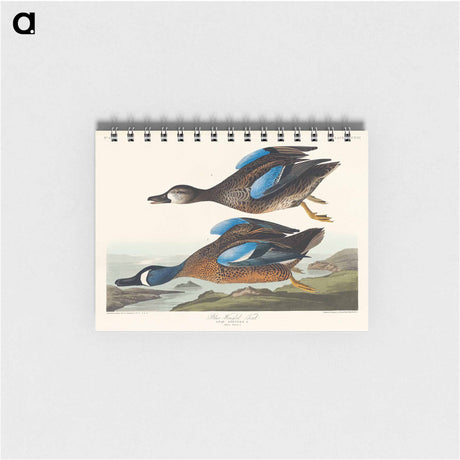 アートメモ帳-Blue-Winged Teal from Birds of America
 - アメリカの鳥たち Memo.