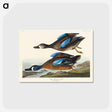 アートポストカード-Blue-Winged Teal from Birds of America
 - アメリカの鳥たち Postcard.
