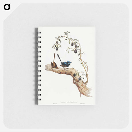 アートメモ帳-Long-tailed Wren
 - オーストラリアの鳥 Memo.