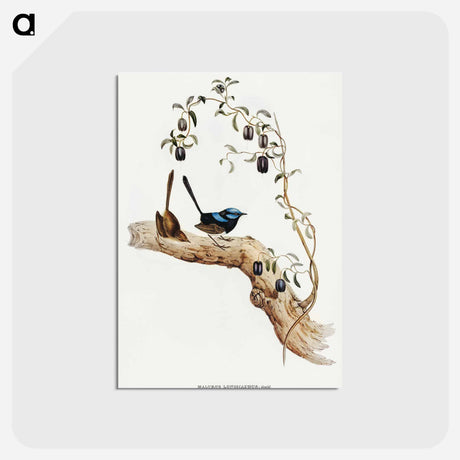 アートポストカード-Long-tailed Wren
 - オーストラリアの鳥 Postcard.