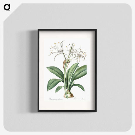 2-10_The-Lilies_blk