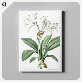 2-10_The-Lilies_canvas