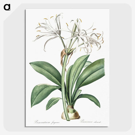 2-10_The-Lilies_picture-crop
