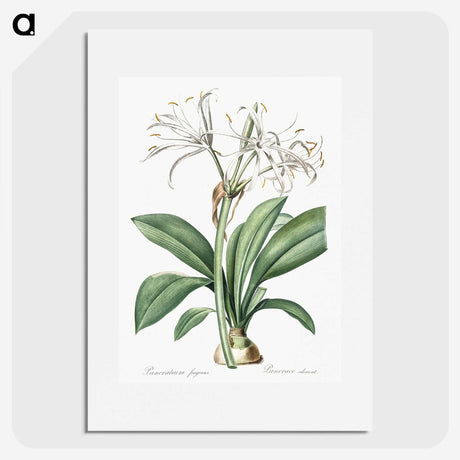 2-10_The-Lilies_picture
