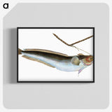2-10_The-Natural-History-of-British-Fishes_blk-crop