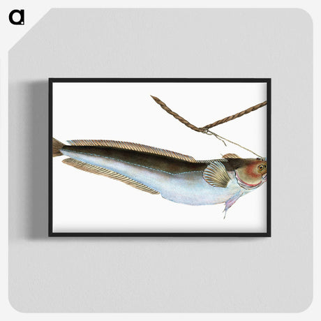 2-10_The-Natural-History-of-British-Fishes_blk-crop