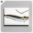 2-10_The-Natural-History-of-British-Fishes_canvas