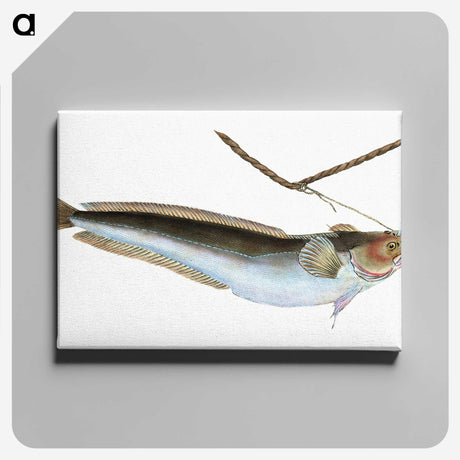 2-10_The-Natural-History-of-British-Fishes_canvas