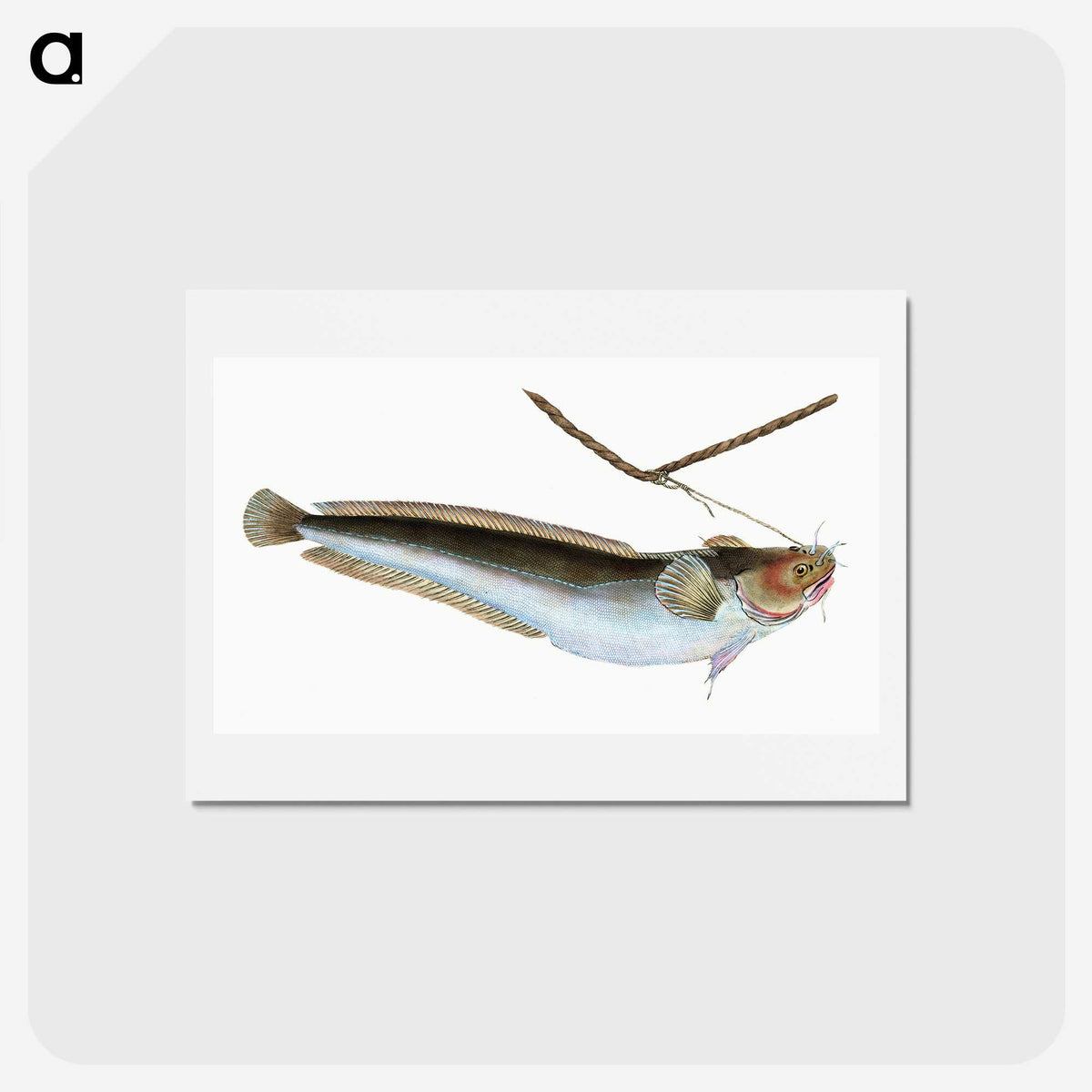2-10_The-Natural-History-of-British-Fishes_hagaki