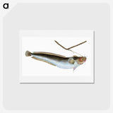 2-10_The-Natural-History-of-British-Fishes_hagaki