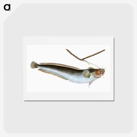 2-10_The-Natural-History-of-British-Fishes_hagaki