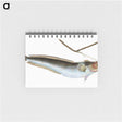 2-10_The-Natural-History-of-British-Fishes_memo