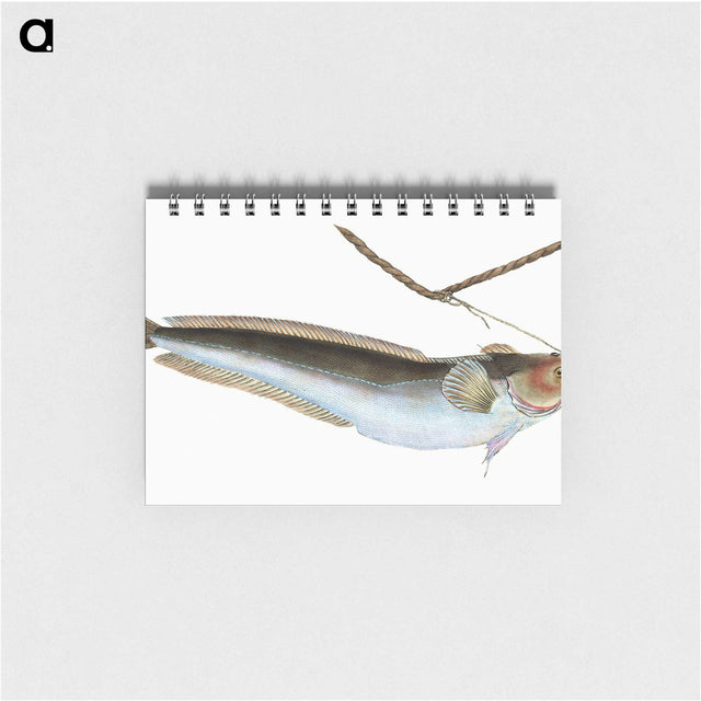 2-10_The-Natural-History-of-British-Fishes_memo