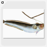 2-10_The-Natural-History-of-British-Fishes_picture-crop