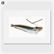 2-10_The-Natural-History-of-British-Fishes_picture