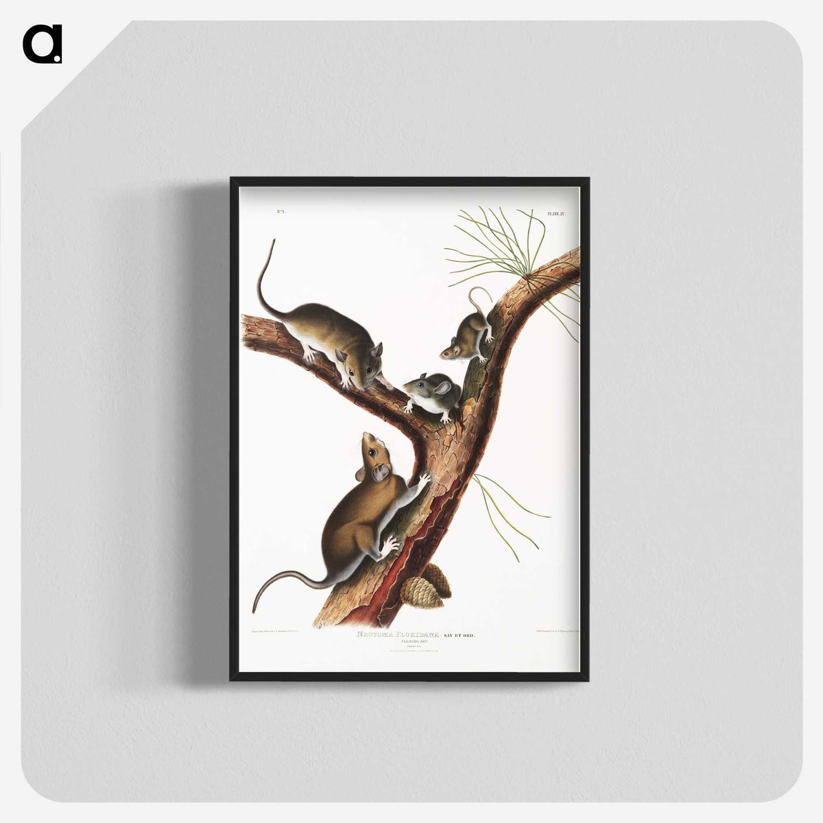 2-10_The-Viviparous-Quadrupeds_blk-crop