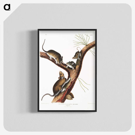2-10_The-Viviparous-Quadrupeds_blk-crop