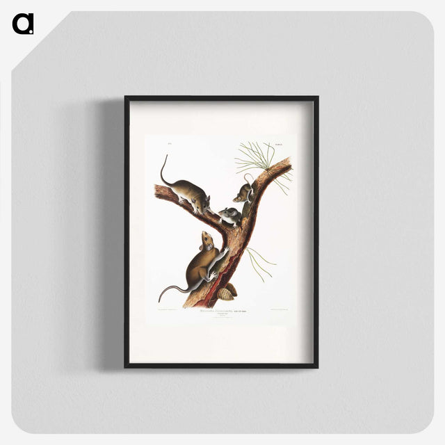 2-10_The-Viviparous-Quadrupeds_blk