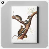 2-10_The-Viviparous-Quadrupeds_canvas