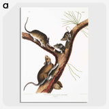 2-10_The-Viviparous-Quadrupeds_picture-crop