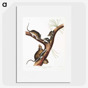 2-10_The-Viviparous-Quadrupeds_picture