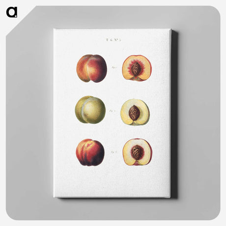 2-10_Treatise-on-Trees-and-Shrubs_canvas