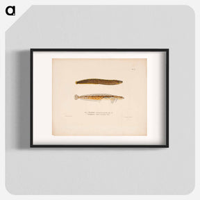 アートポスター-Butterfish ; daubed blenny - ヴィルヘルム フォン ライト Poster.