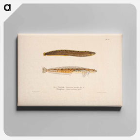 アートパネル-Butterfish ; daubed blenny - ヴィルヘルム フォン ライト Canvas.