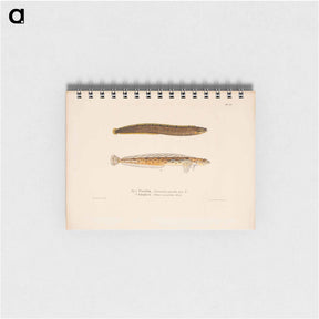 アートメモ帳-Butterfish ; daubed blenny - ヴィルヘルム フォン ライト Memo.