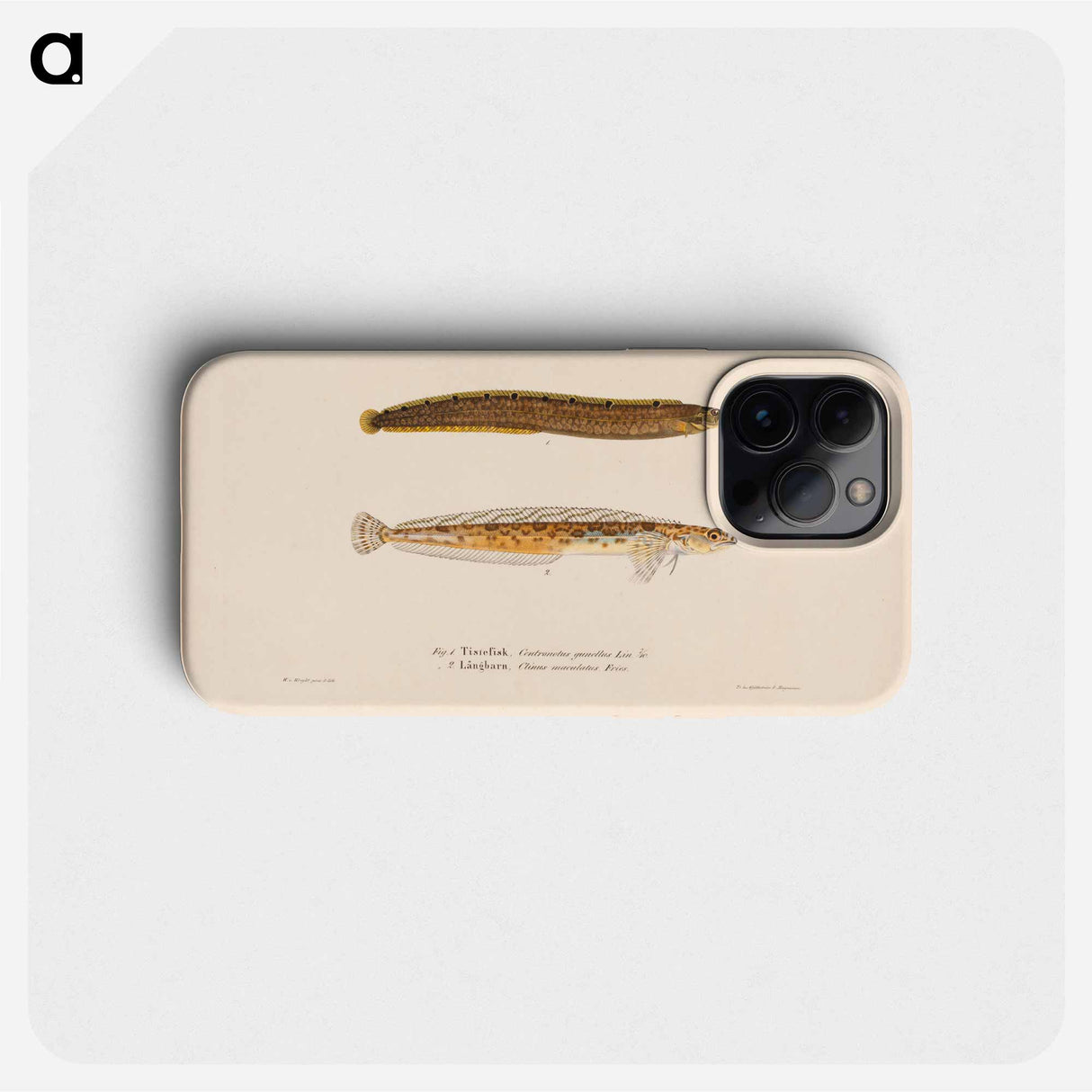 Butterfish ; daubed blenny - Wilhelm von Wright Phone Case.