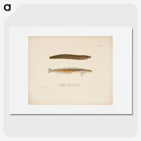 2-10_Wilhelm-von-Wright_picture