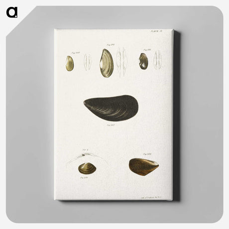 2-10_Zoology-of-New-York_canvas