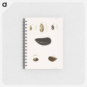 アートメモ帳-Different types of seashells illustration from Zoology of New York by James Ellsworth De Kay - ニューヨークの動物学 Memo.