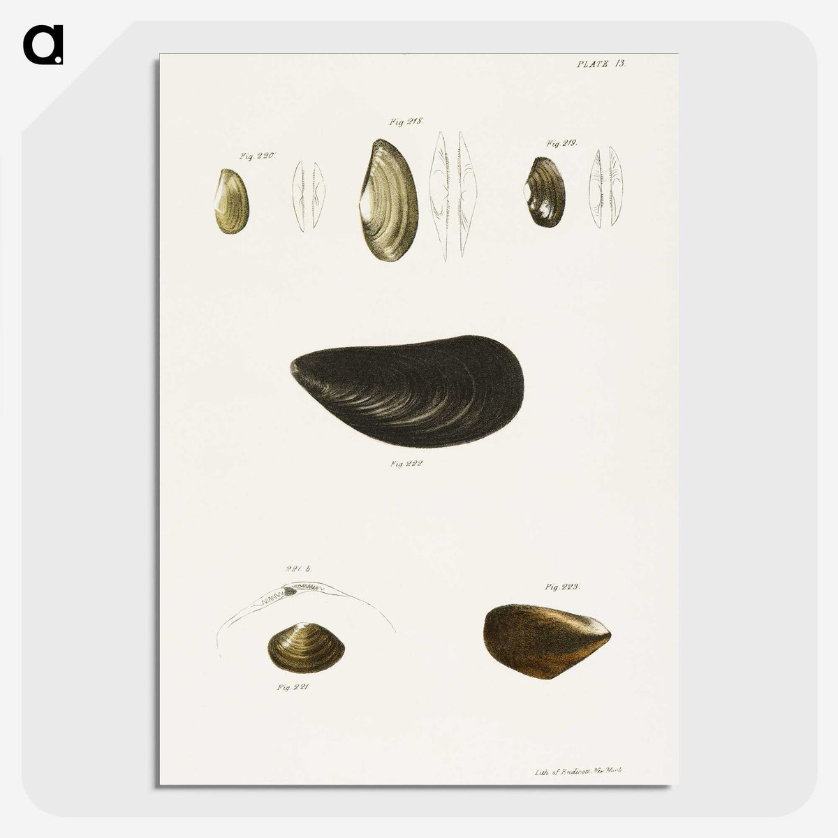 2-10_Zoology-of-New-York_picture-crop