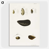 2-10_Zoology-of-New-York_picture-crop