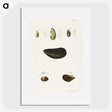 2-10_Zoology-of-New-York_picture