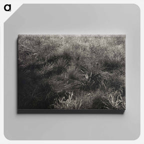 アートパネル-Grasses - アルフレッド スティーグリッツ Canvas.