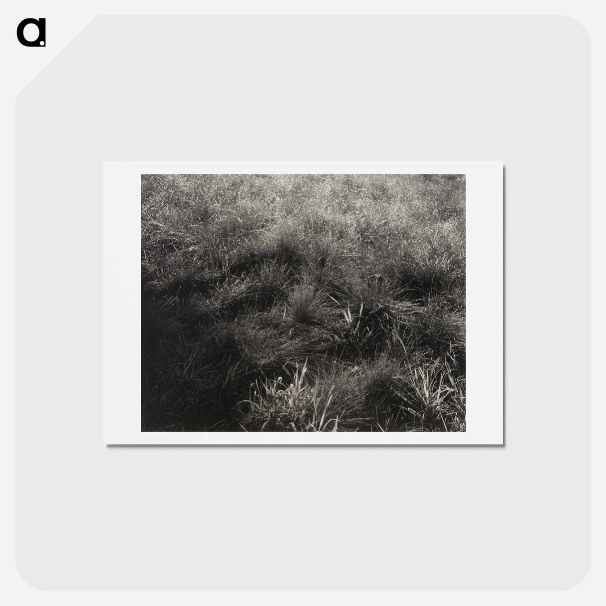 アートポストカード-Grasses - アルフレッド スティーグリッツ Postcard.