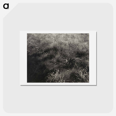 アートポストカード-Grasses - アルフレッド スティーグリッツ Postcard.